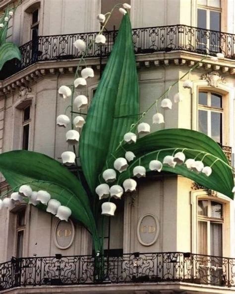 christian dior lily